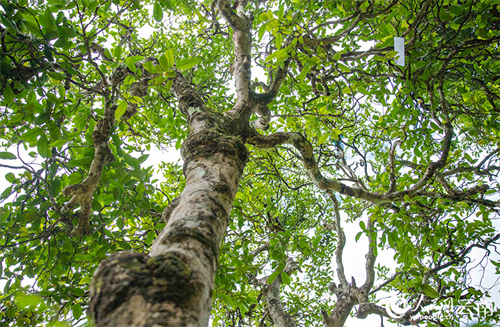 《云南省古茶树保护条例》将于3月1日起实施